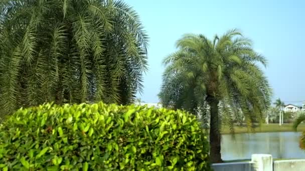 Красивые пальмы в тропическом парке у озера — стоковое видео