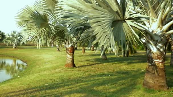 Bismarckia nobilis is een prachtige zilveren palmboom in een tropische tuin. tegen de blauwe hemel — Stockvideo