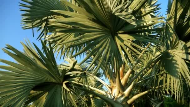 Bismarckia nobilis es una hermosa palmera de plata en un jardín tropical. contra el cielo azul — Vídeos de Stock