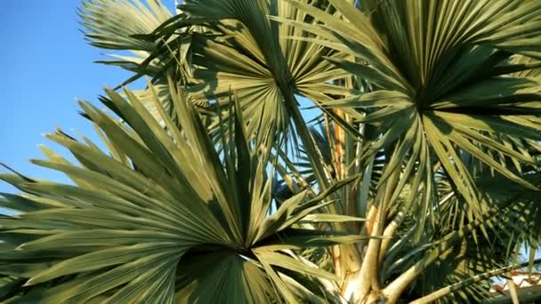 Bismarckia nobilis es una hermosa palmera de plata en un jardín tropical. contra el cielo azul — Vídeos de Stock