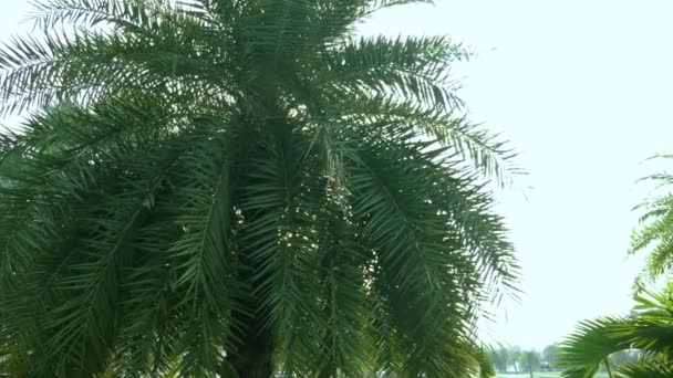 Zon flare door de weelderige groene palmbladeren tegen de blauwe hemel — Stockvideo