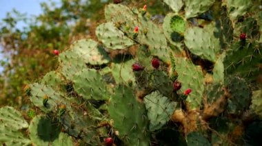 Opuntia ficus kaktüs, Opuntia ficus-indica. bir tropik bahçe dev kaktüs