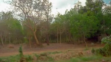 arabamın penceresinden görüntüleyin. Kauçuk ağaçları, Tayland bir orman geçmiş sürüş