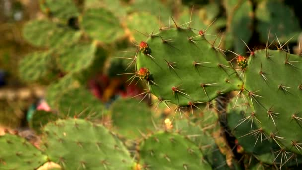 Opuntia ficus cactus, Opuntia ficus-indica. cacto gigante em um jardim tropical — Vídeo de Stock