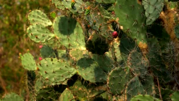 Opuntia ficus Kaktus, Opuntia ficus-indica. olbrzymi Kaktus w tropikalnym ogrodzie — Wideo stockowe