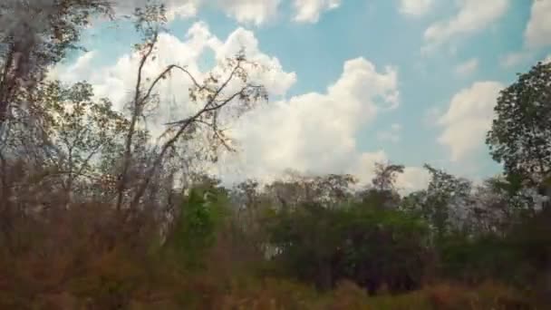 Вид из окна машины. проезжая мимо молодых деревьев на фоне красивого закатного неба и облаков — стоковое видео