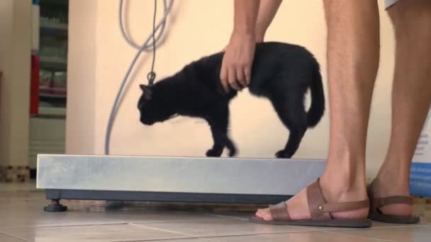 Chat noir transporté dans le hall de la clinique vétérinaire, en prévision de la réception d'un vétérinaire . — Video