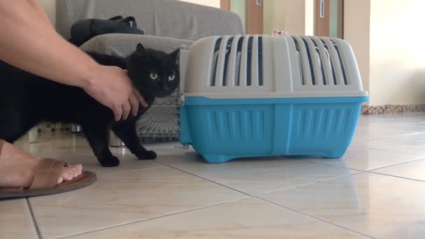 Gato preto transportado no átrio da clínica veterinária, em antecipação de receber um veterinário . — Vídeo de Stock