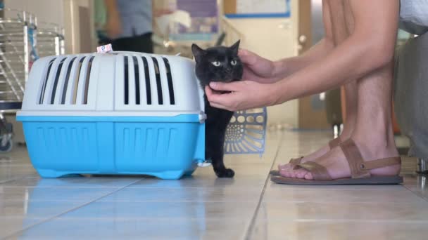 Gato negro llevado en el vestíbulo de la clínica veterinaria, en previsión de recibir a un veterinario . — Vídeos de Stock