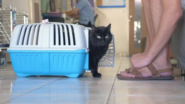 검은 고양이 동물 병원의 수 의사를 받을 기대에 로비에서 실시. — 비디오