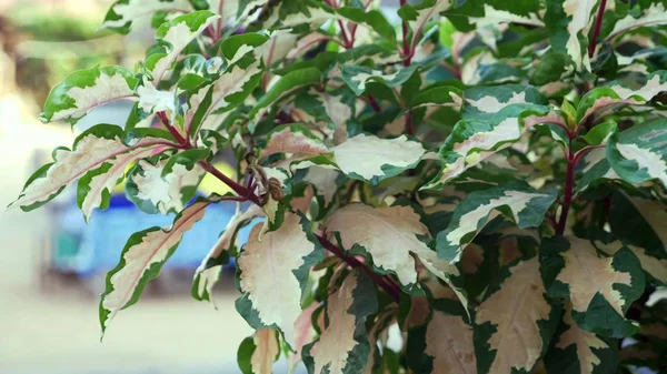 Arbustos ficus. Cobertura verde plana, para parque ou jardim ornamental — Fotografia de Stock