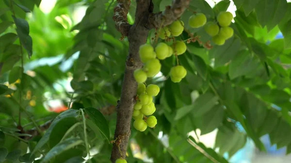 Frutti di minuscola mimosa su gambo, primo piano e fondo sfocato — Foto Stock