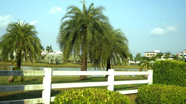 Beautiful palm trees in a tropical park by the lake — Stock Photo, Image