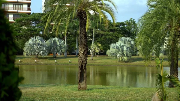 Belas palmeiras em um parque tropical junto ao lago — Fotografia de Stock