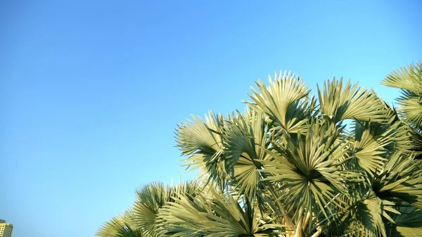 Bismarckia nobilis er et smukt sølvpalmetræ i en tropisk have. mod den blå himmel - Stock-foto