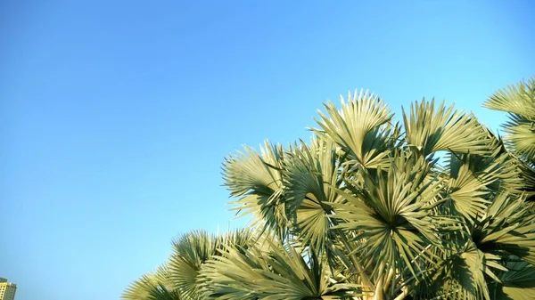 Bismarckia nobilis è una bella palma d'argento in un giardino tropicale. contro il cielo blu — Foto Stock