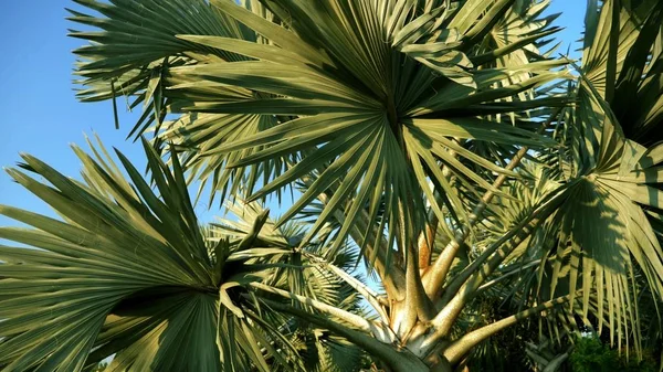 Bismarckia nobilis jest piękne srebrne palmy w tropikalnym ogrodzie. przeciw błękitne niebo — Zdjęcie stockowe