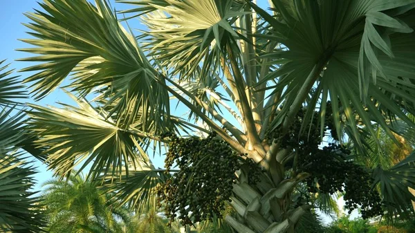 Bismarckia nobilis è una bella palma d'argento in un giardino tropicale. contro il cielo blu — Foto Stock