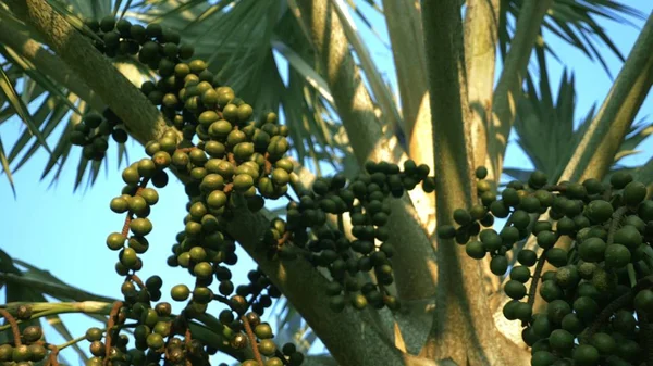 Bismarckia nobilis jest piękne srebrne palmy w tropikalnym ogrodzie. przeciw błękitne niebo — Zdjęcie stockowe