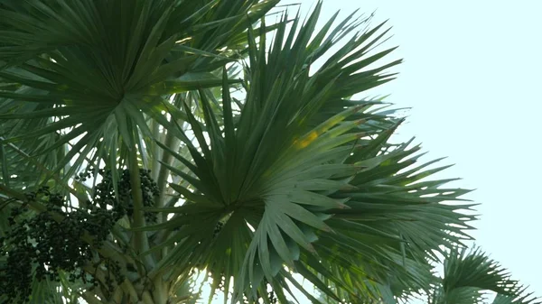 在热带花园中, 一个美丽的银色棕榈树。在蓝天的映衬下 — 图库照片