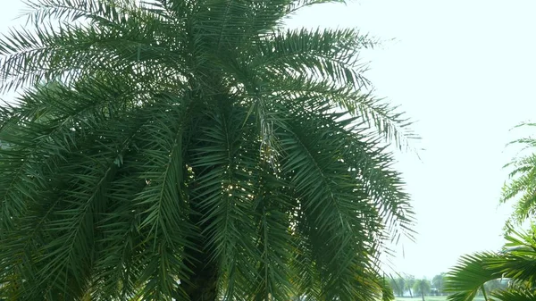Ήλιος φωτοβολίδα μέσα από τα πλούσια πράσινα palm φύλλα ενάντια στον γαλάζιο ουρανό — Φωτογραφία Αρχείου