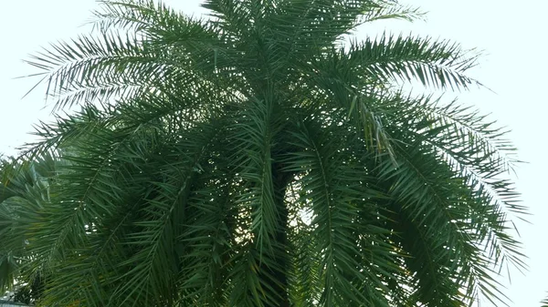 Solskinn gjennom frodige grønne palmeblader mot den blå himmelen – stockfoto
