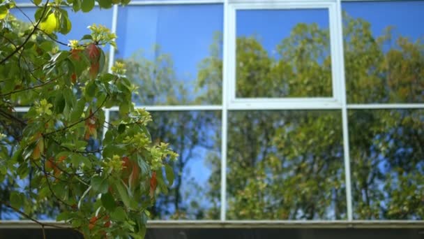Parkın yanında duran, cam cepheli modern bir yüksek katlı binanın pencerelerinde ağaçların yansıması — Stok video