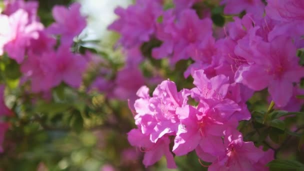 Крупним планом рожеві дикі квіти розмарину . — стокове відео