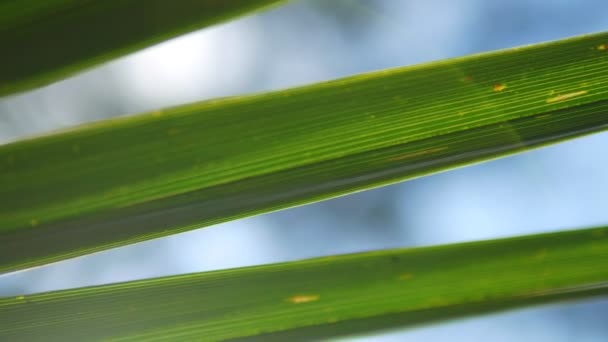 Tropische blad, super close-up. op onscherpe achtergrond van loof en lucht. schittering van de zon, bokeh — Stockvideo