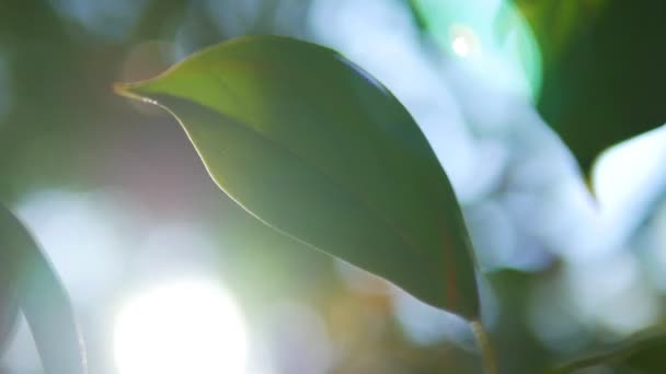 Tropische blad, super close-up. op onscherpe achtergrond van loof en lucht. schittering van de zon, bokeh — Stockvideo