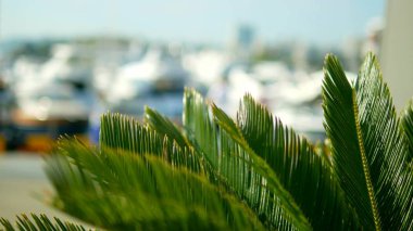 bulanık arka planda palmiye yaprakları. denizde yat ve gemi beyaz direkleri ile liman