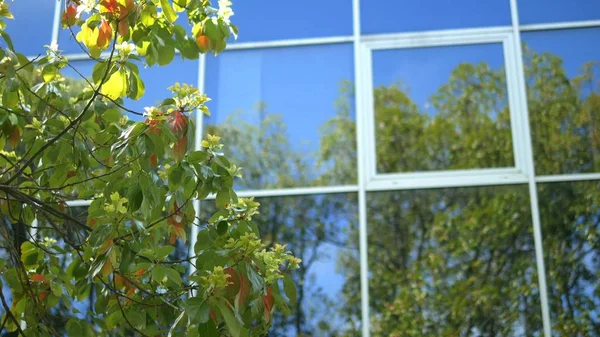 Reflexão de árvores nas janelas de um edifício moderno de arranha-céus com uma fachada de vidro, de pé perto do parque — Fotografia de Stock
