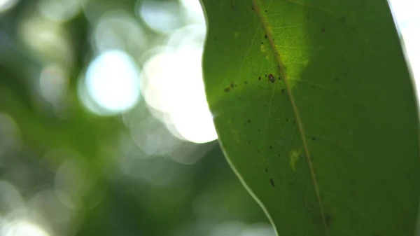 Foglia tropicale, super primo piano. su sfondo sfocato di fogliame e cielo. bagliore del sole, bokeh — Foto Stock