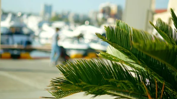模糊的背景上的棕榈叶。海港与白色的桅杆的游艇和船舶在海上 — 图库照片