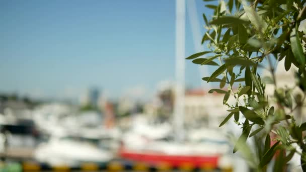 Дати листя на розмитому фоні. морський порт з білими щоглами яхт і кораблів на морі — стокове відео