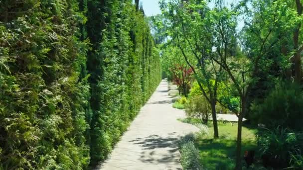 Вид від першої особи. Прогулянка по деревах вздовж доріжки в красивому парку в сонячний літній день — стокове відео