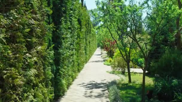 Vista en primera persona. Caminar a lo largo de los árboles a lo largo de un camino en un hermoso parque en un día soleado de verano — Vídeos de Stock