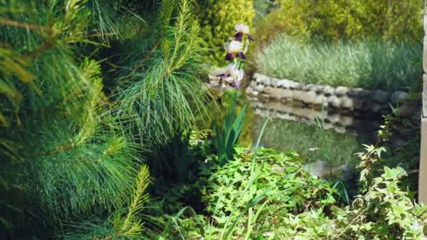 アイリスパープルはとても美しいです。ツタの木は木を育てる。ツタは木の上に葉を残す。ツタは大きな松の上に育つ — ストック動画