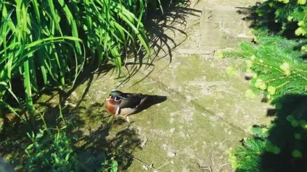 Een kleurrijke mannelijke hout eend loopt langs een pad tussen hoge kust gras, in de buurt van zijn nest op een zonnige dag — Stockvideo