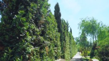 birinci şahıs görünümü. Güneşli bir yaz gününde güzel bir parkta bir yol boyunca ağaçlar boyunca yürüyün