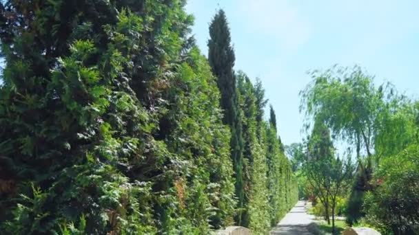 Aanzicht vanuit de eerste persoon. Wandel langs bomen langs een pad in een prachtig park op een zonnige zomerdag — Stockvideo