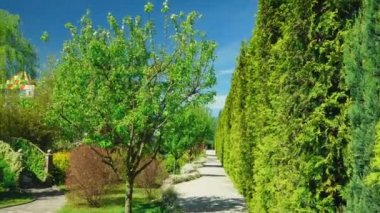 birinci şahıs görünümü. Güneşli bir yaz gününde güzel bir parkta bir yol boyunca ağaçlar boyunca yürüyün