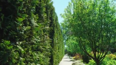 birinci şahıs görünümü. Güneşli bir yaz gününde güzel bir parkta bir yol boyunca ağaçlar boyunca yürüyün