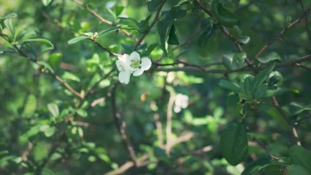 Primer plano. Una rama de membrillo japonés floreciente con fruta verde. Arbusto de fruta con hermosas flores blancas y fruta verde — Vídeo de stock