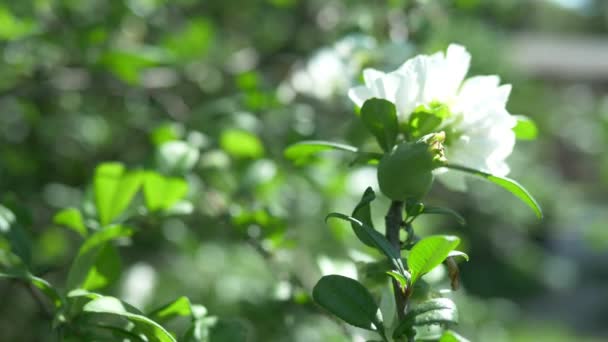 Primer plano. Una rama de membrillo japonés floreciente con fruta verde. Arbusto de fruta con hermosas flores blancas y fruta verde — Vídeos de Stock
