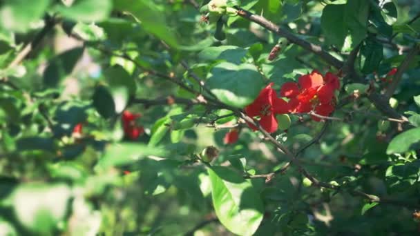 Gros plan. Une branche de coing japonais fleuri aux fruits verts. Buisson de fruits avec de belles fleurs rouges et fruits verts — Video