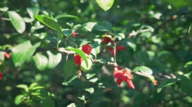 Close. Yeşil meyveile çiçek açan Japon ayva bir dalı. Güzel kırmızı çiçekler ve yeşil meyve ile meyve çalı