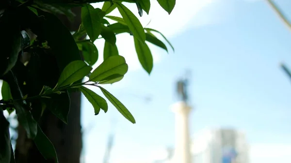 Sløret silhuet statue af en engel med et sværd mod den blå himmel i rammen af løv - Stock-foto