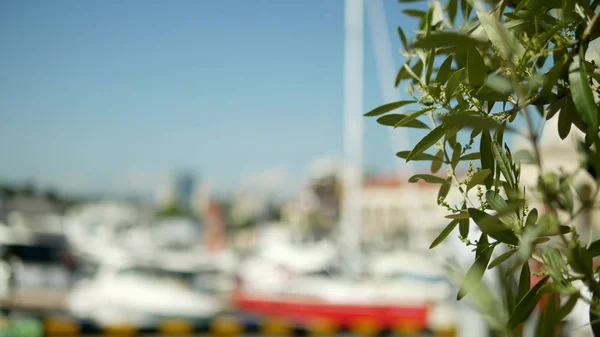 Foglie di data su uno sfondo sfocato. porto marittimo con alberi bianchi di yacht e navi in mare — Foto Stock