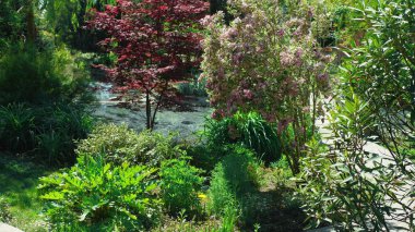 peyzaj tasarım konsepti. Yaz güneşli bir günde ağaçlar ve renkli bitkiler ile yemyeşil bahçe